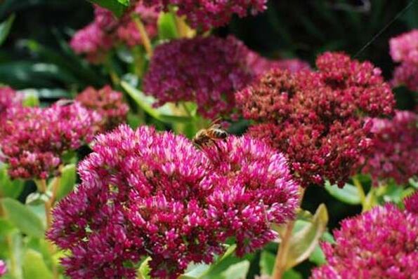 Purple sedum for the preparation of medicinal infusion that increases potency